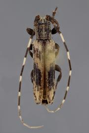  Cacostola nordestina , male holotype specimen; © E.H. Nearns